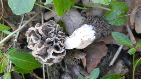 Morchella vulgaris