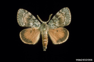 Lymantria dispar