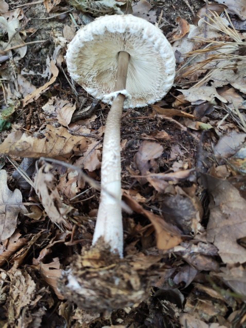 Macrolepiota procera