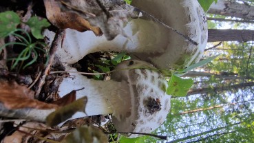 Amanita strobiliformis