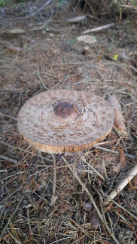 Chlorophyllum olivieri