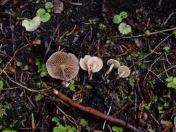 Pholiota scamba