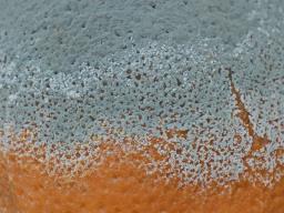 Penicillium digitatum