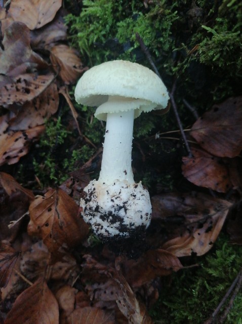 Amanita citrina