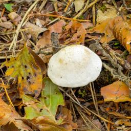 Clitopilus prunulus