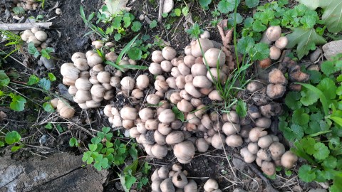 Coprinellus micaceus