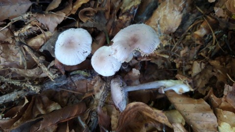 Mycena pura