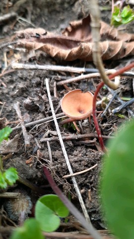 Dumontinia tuberosa