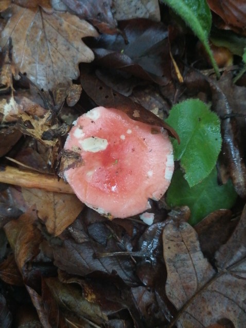 Russula emetica