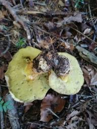 Butyriboletus appendiculatus