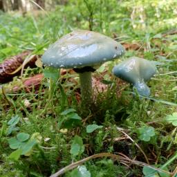 Stropharia aeruginosa