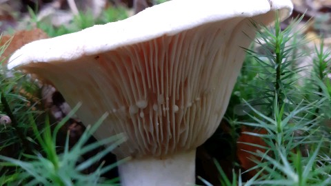 Lactifluus vellereus