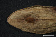 Puccinia valantiae