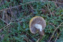 Psilocybe coronilla