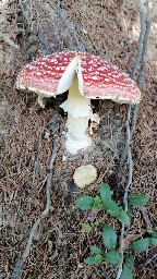 Amanita muscaria