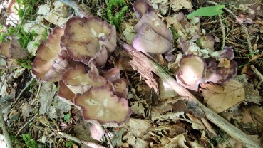 Gomphus clavatus