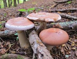 Cortinarius praestans