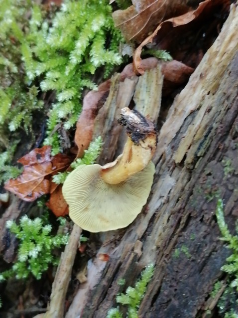 Hypholoma fasciculare