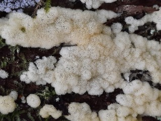 Ceratiomyxa porioides