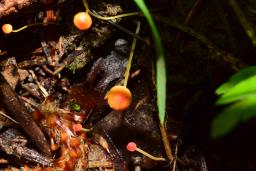 Mycena acicula