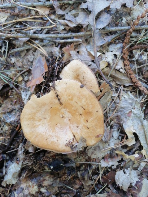 Lactarius illyricus