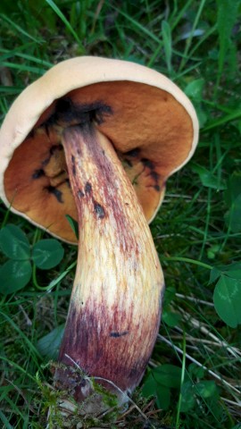 Suillellus luridus