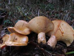 Lactarius salmonicolor