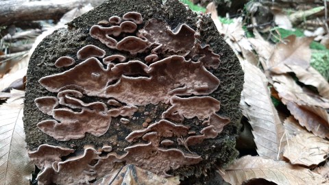 Amylostereum areolatum