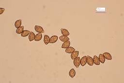 Calonarius suaveolens