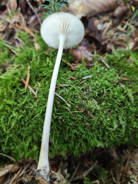 Hymenopellis radicata