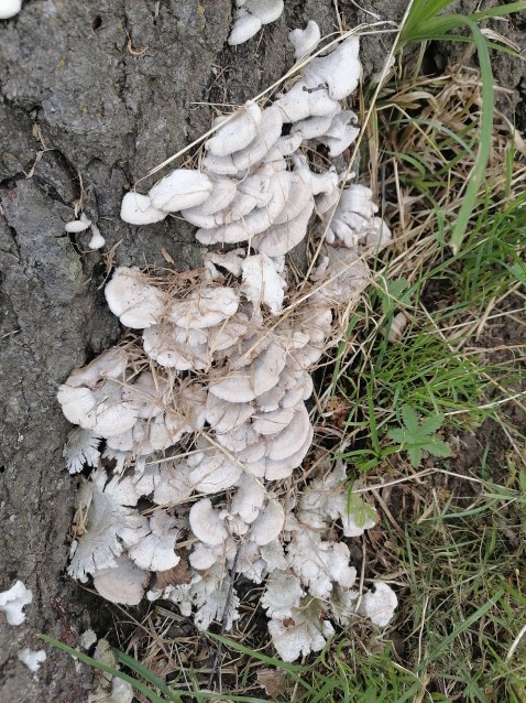 Schizophyllum commune