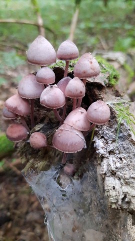 Mycena haematopus