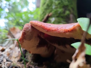 Fistulina hepatica