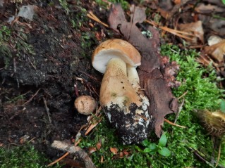 Tylopilus felleus