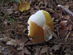 Russula risigallina