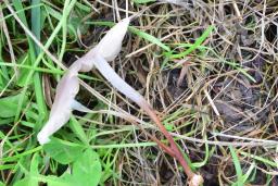 Marasmius wynneae