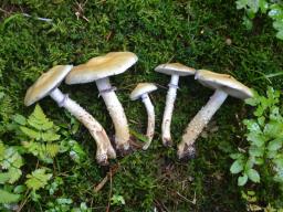 Stropharia hornemannii