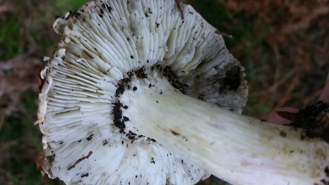 Tricholoma portentosum