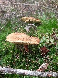 Suillus cavipes