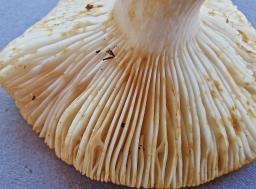 Russula farinipes