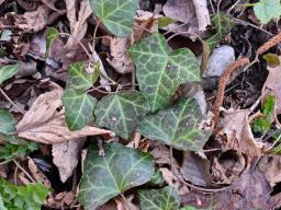 Boeremia hedericola