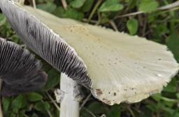 Stropharia rugosoannulata