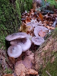 Clitocybe nebularis