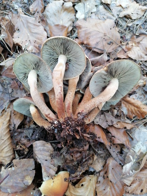 Hypholoma lateritium