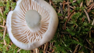 Hygrophorus agathosmus