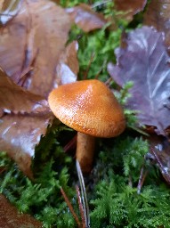 Tricholoma aurantium