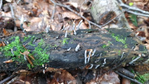 Xylaria hypoxylon