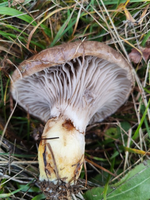 Gomphidius glutinosus