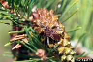 Leptoglossus occidentalis