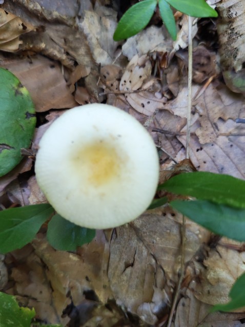 Russula solaris